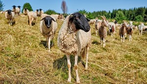 Rhön schapen