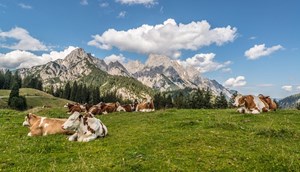 Alpen koeien