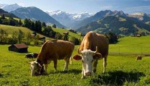 Koeien Zwitserland