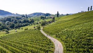 Wandelen door de wijnranken © Steiermark Tourismus Tom Lamm